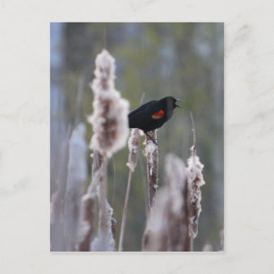 Cartão Postal Sagra-de-asas-vermelho (Agelaius phoeniceus)