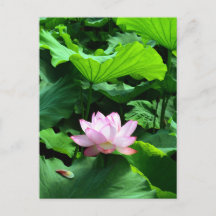 Sagrado Lotus: Japão