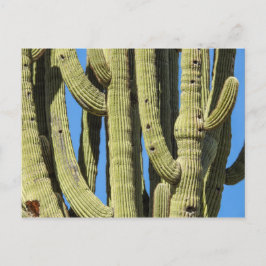 Cartão postal Saguaro
