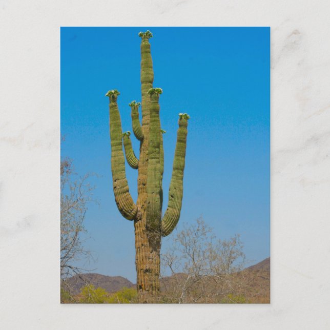 Cartão Postal Saguaro Cactus (Frente)