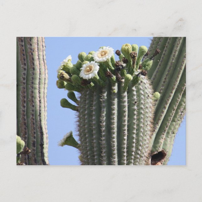 Cartão postal Saguaro Cactus Blooms (Frente)
