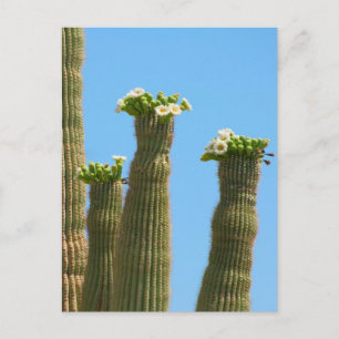 Cartão Postal Saguaro Cactus Blossoms