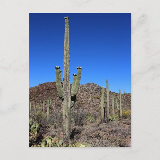 Cartão Postal Saguaro Cactus No 9 (Frente)