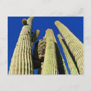 Cartão Postal Saguaro mais alto preso