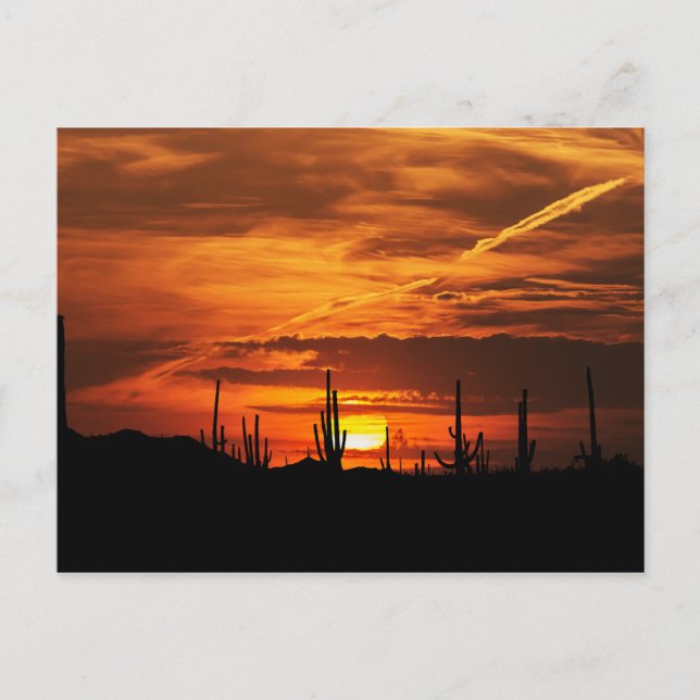 Cartão Postal Saguaros Cênicos ao pôr do sol (Frente)