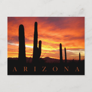 Cartão Postal Saguaros Silhuetou Contra O Sol Azul, AZ