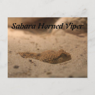 Cartão Postal Sahara Horned Viper