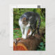 Cartão Postal Saída em uma caminhada de gatos - Cartão-postal de (Frente/Verso)
