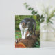 Cartão Postal Saída em uma caminhada de gatos - Cartão-postal de (Em pé/Frente)