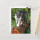 Cartão Postal Saída em uma caminhada de gatos - Cartão-postal de (Frente/Verso In Situ)