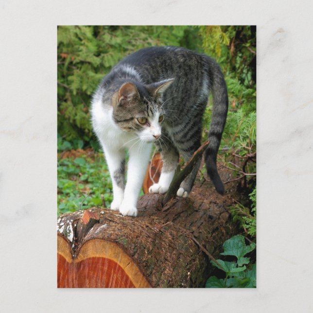 Cartão Postal Saída em uma caminhada de gatos - Cartão-postal de (Frente)