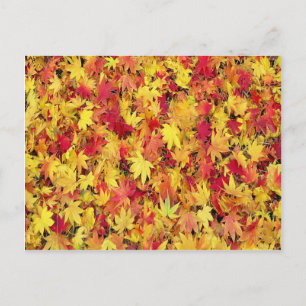 CARTÃO POSTAL SAÍDAS DO OUTONO