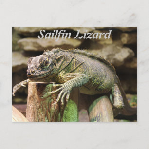 Cartão Postal Sailfin Lizard