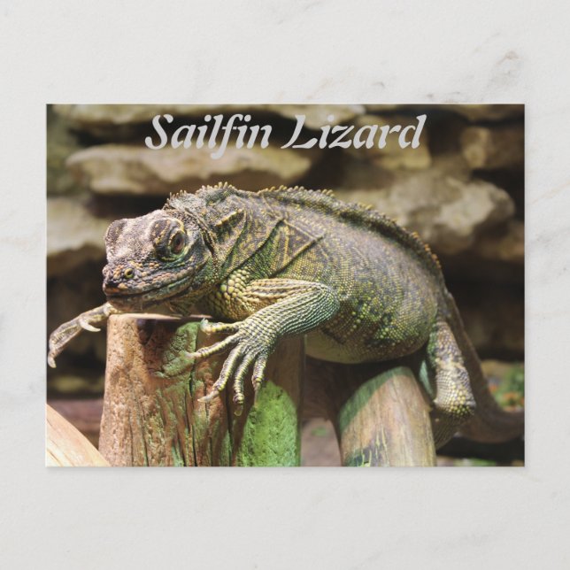 Cartão Postal Sailfin Lizard (Frente)