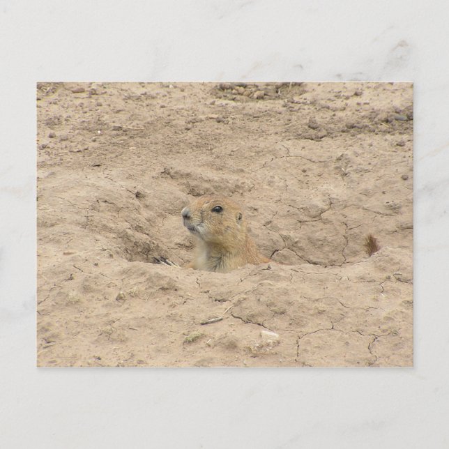 Cartão Postal Sair De Burrow (Frente)