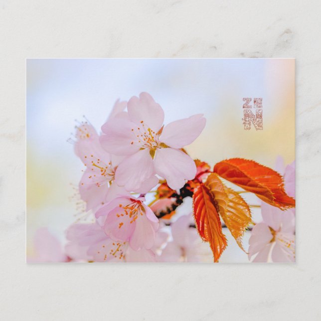 Cartão Postal Sakura - cereja japonesa floresce (Frente)