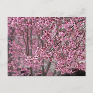 Cartão Postal Sakura Cherry Blossoms Fluindo Rosa