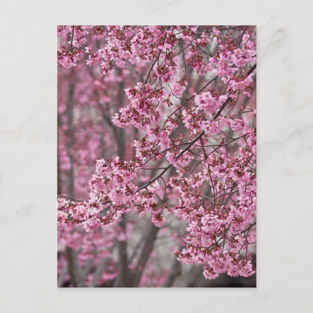 Cartão Postal Sakura Cherry Blossoms Fluindo Rosa (Frente)