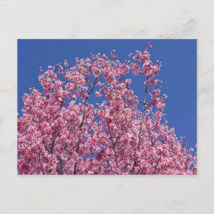 Cartão Postal Sakura Cherry Blossoms No Azul