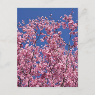 Cartão Postal Sakura Cherry Blossoms No Azul