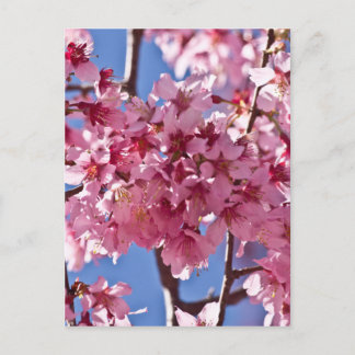 Cartão Postal Sakura Cherry Blossoms Red Stars