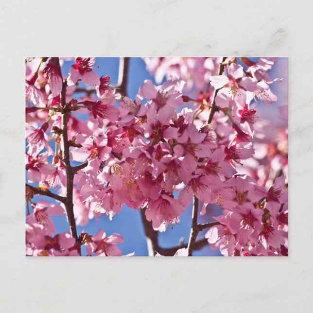Cartão Postal Sakura Cherry Blossoms Red Stars (Frente)
