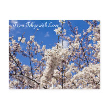Sakura Cherry Blossoms White Blue Sky Tóquio