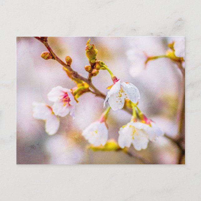 Cartão Postal Sakura - Flor de Cereja Japonês (Frente)