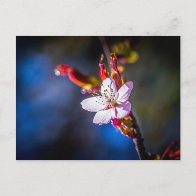 Cartão Postal Sakura - flor de cereja japonesa (Frente)