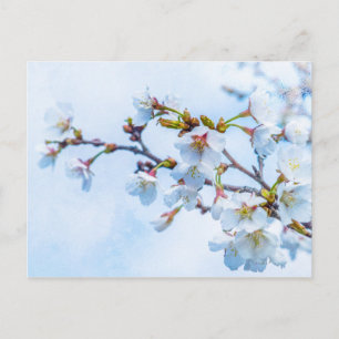 Cartão Postal Sakura - Flor de Cerejeira Japonesa