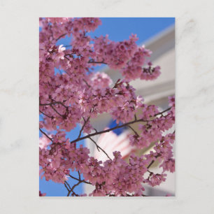 Cartão Postal Sakura Flores de Cerejeira Americana