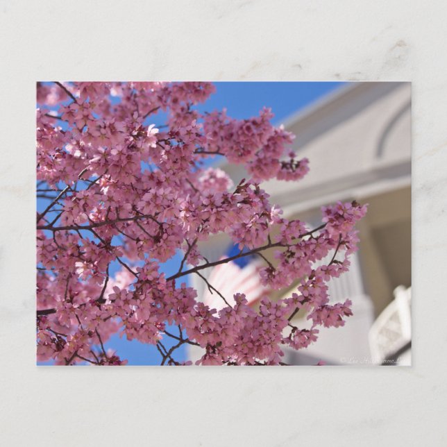 Cartão Postal Sakura Flores de Cerejeira Americana (Frente)
