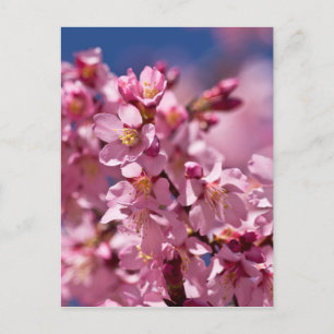 Cartão Postal Sakura Flores de Cerejeira Beijadas pela Luz do So