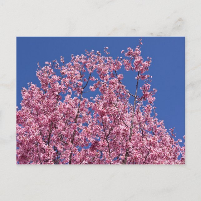 Cartão Postal Sakura Flores de Cerejeira no Azul (Frente)
