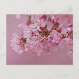 Cartão Postal Sakura Flores de Cerejeira Rosa Pálido Reflexos