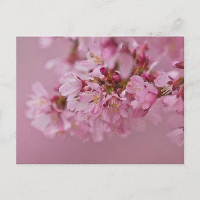 Cartão Postal Sakura Flores de Cerejeira Rosa Pálido Reflexos (Frente)