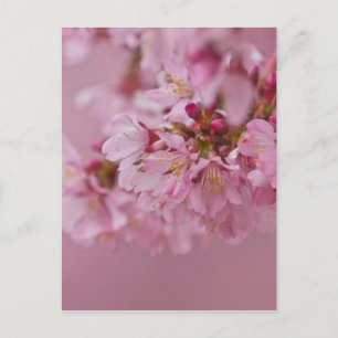 Cartão Postal Sakura Flores de Cerejeira Rosa Pálido Reflexos