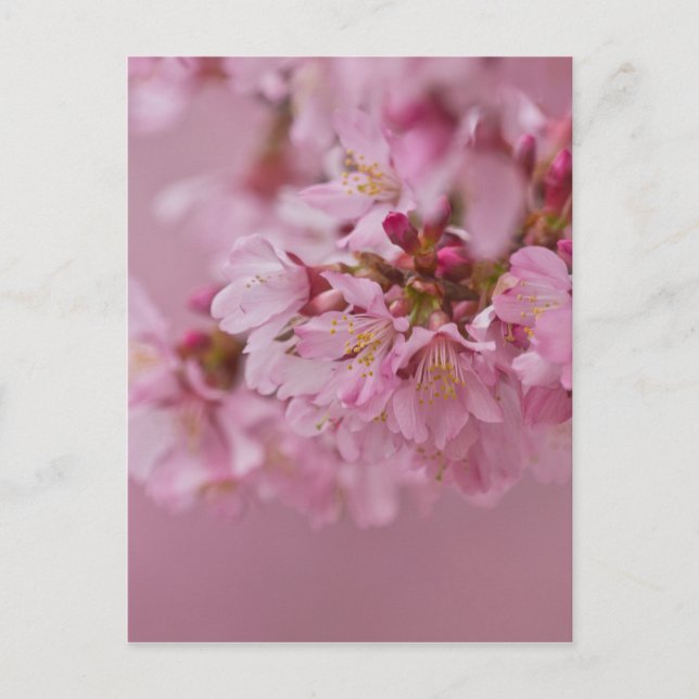 Cartão Postal Sakura Flores de Cerejeira Rosa Pálido Reflexos (Frente)