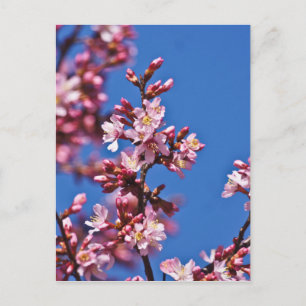 Cartão Postal Sakura Flores de Cerejeira Tocando Azul
