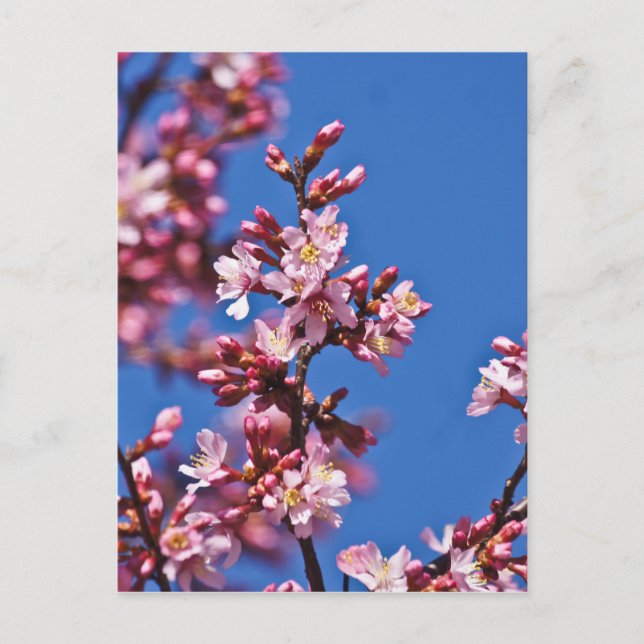 Cartão Postal Sakura Flores de Cerejeira Tocando Azul (Frente)