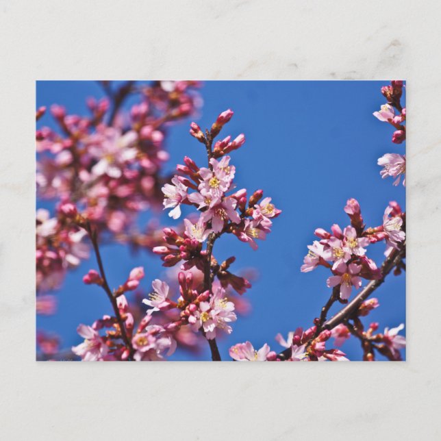 Cartão Postal Sakura Flores de Cerejeira Tocando o Azul (Frente)