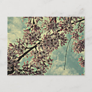 CARTÃO POSTAL SAKURA FOTO