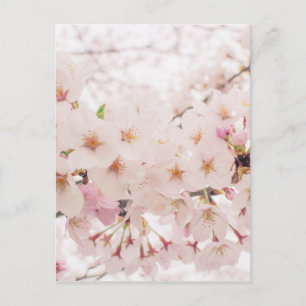 Cartão Postal sakura nostálgica