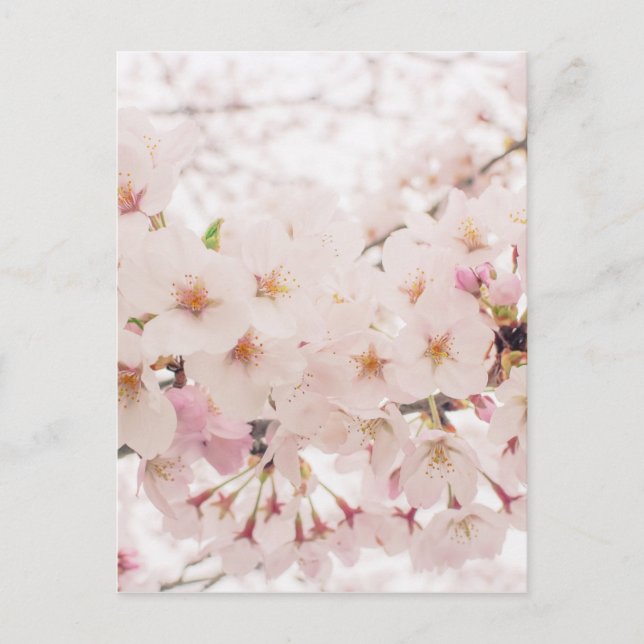 Cartão Postal sakura nostálgica (Frente)