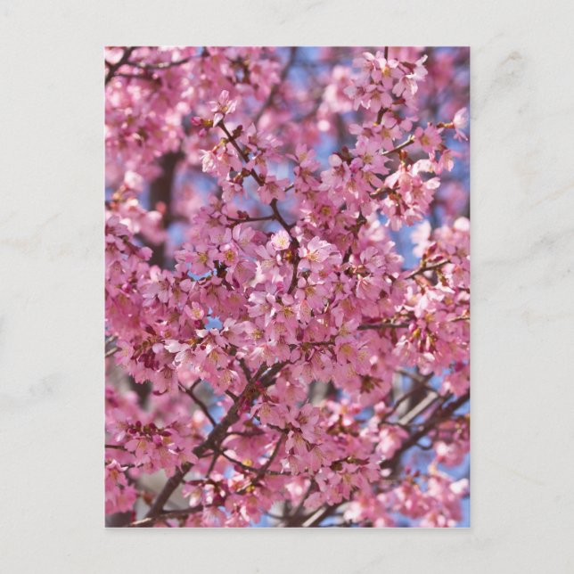 Cartão Postal Sakura Pink Chersom Sky (Frente)