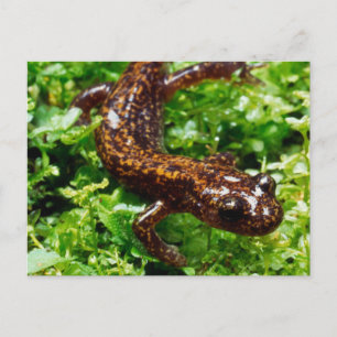Cartão Postal Salamandra de Hakone