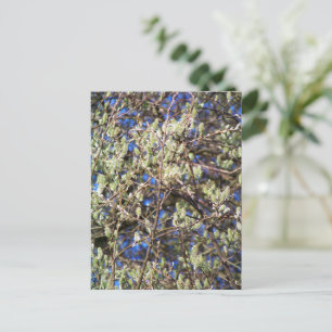CARTÃO POSTAL SALGUEIRO DE PRIMAVERA