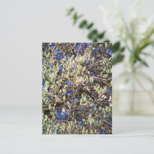 CARTÃO POSTAL SALGUEIRO DE PRIMAVERA (Em pé/Frente)