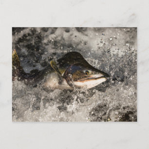 Cartão Postal Salmão de Salmão