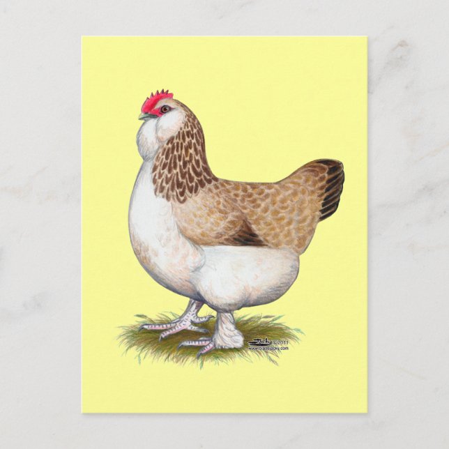 Cartão Postal Salmão Faverolle Hen (Frente)